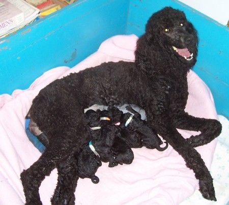 newborn standard poodle puppies